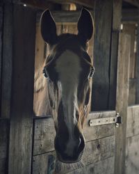 Portrait of horse in stable