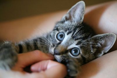 Close-up portrait of cat