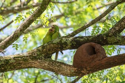 Low angle view of bird perching on tree