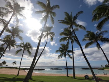 Palm trees on beach against sky