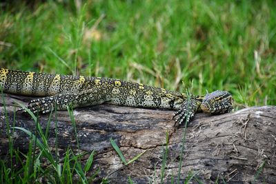 Monitor lizard on tree trunk in field