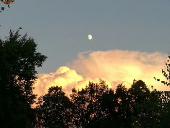 Low angle view of silhouette trees against sky