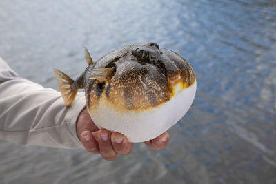 Cropped hand holding fish