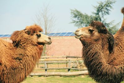 Dromedaries facing each other