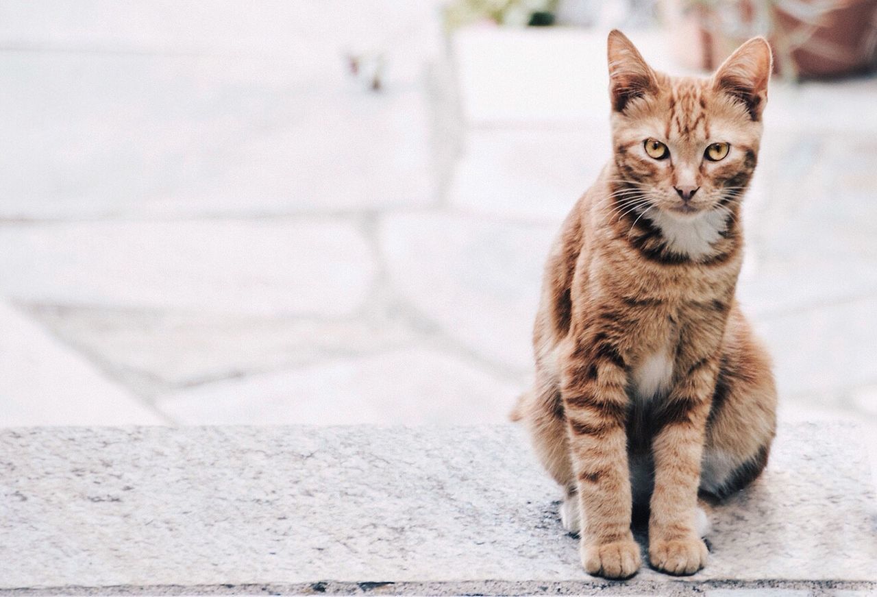 CAT SITTING OUTDOORS