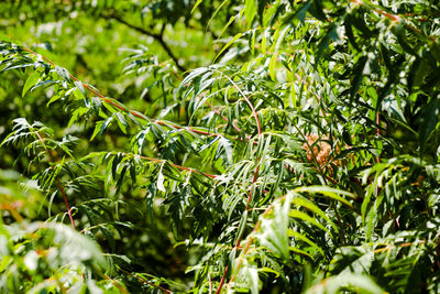 Close-up of fresh green plants in sunlight