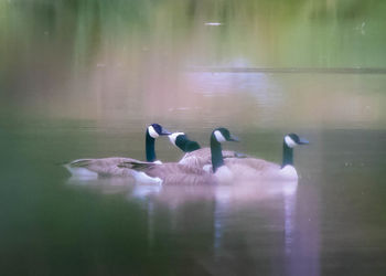 Swans swimming in lake