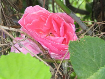Close-up of pink rose