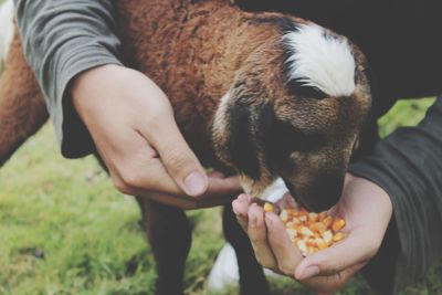 Close-up of person feeding corn kernel to goat at farm