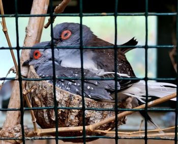 Bird perching in cage