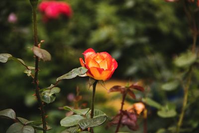 Close-up of red rose