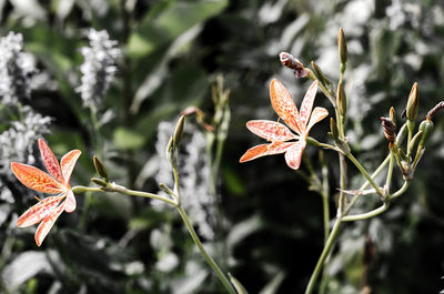 Close-up of plant