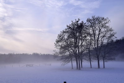 Trees on snow covered landscape against sky