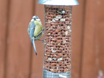 Bird perching on a feeder