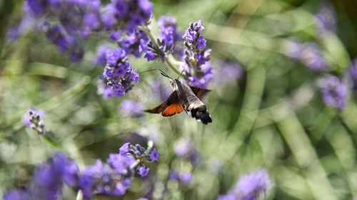 Close-up of bee on purple flower