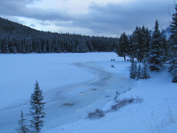 Scenic view of snow covered forest against sky