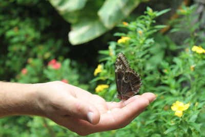 Cropped image of hand holding butterfly