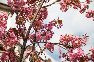 Low angle view of cherry blossom