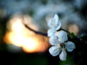 Close-up of white cherry blossom