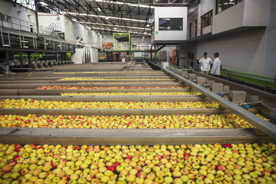 Workers in apple factory