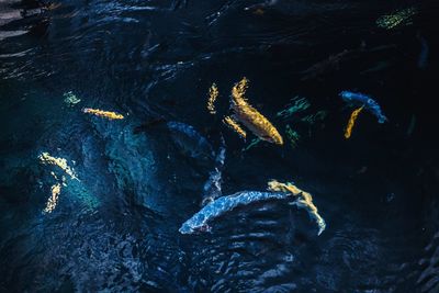 High angle view of fish swimming in sea