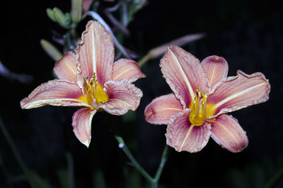 Close-up of pink flower