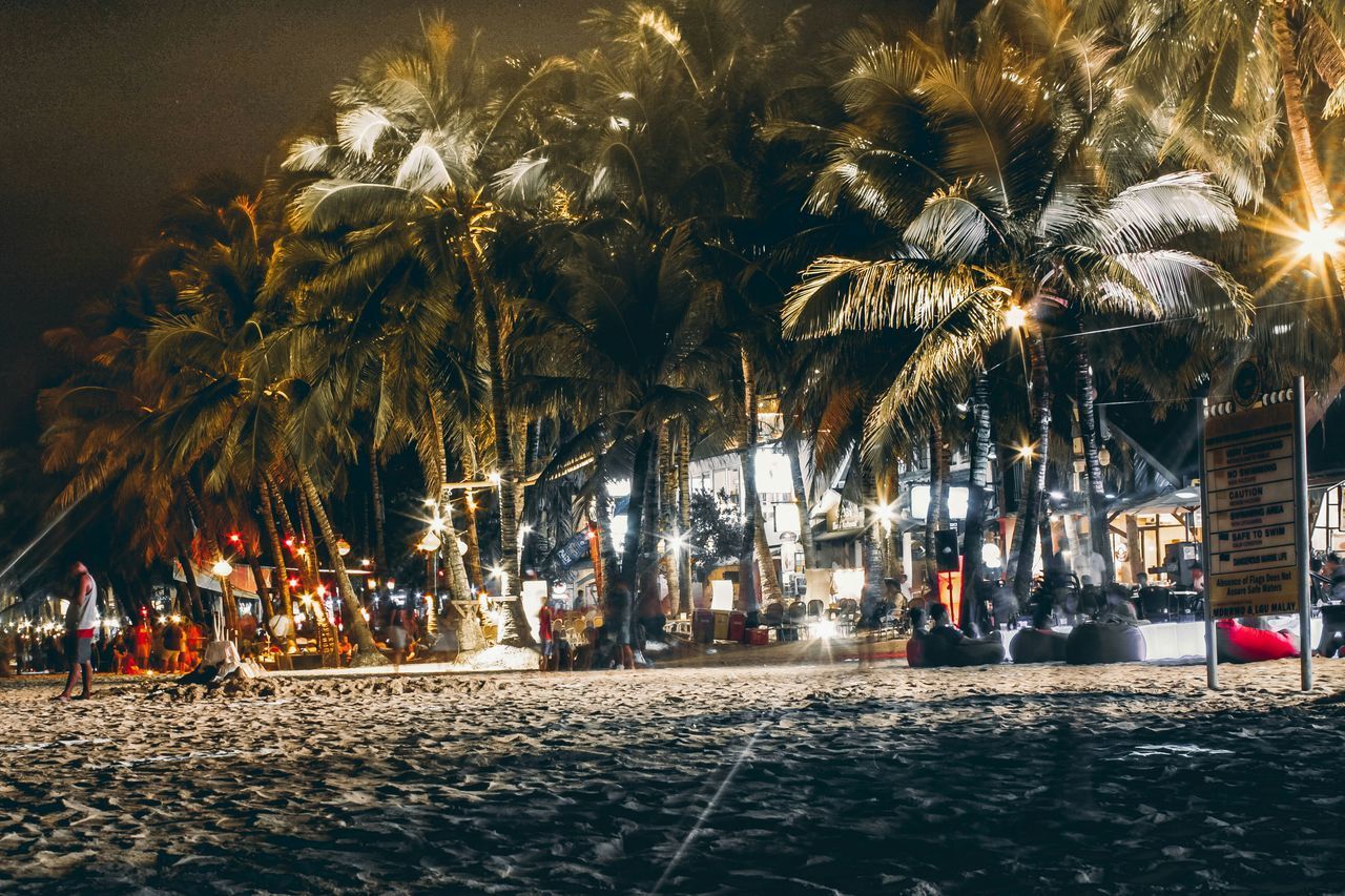 VIEW OF PALM TREES AT NIGHT