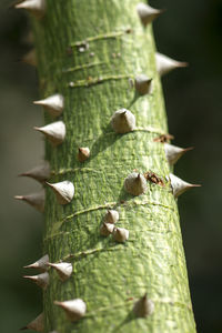 Close-up of thorns on plant stem