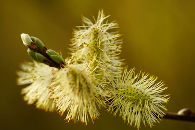 Close-up of succulent plant