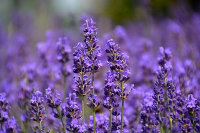Close-up of pink flowers