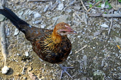 High angle view of a bird