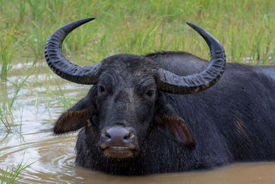 Portrait of water buffalo in lake