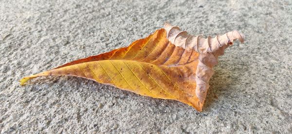 High angle view of a dry leaf on sand