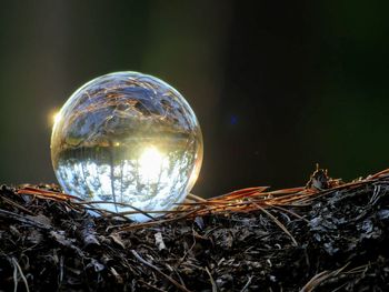 Close-up of illuminated crystal ball on tree