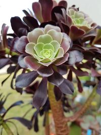 Close-up of succulent plant