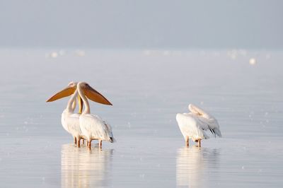 Birds in sea against sky