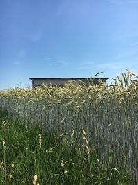 Plants on field against sky