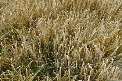 Full frame shot of wheat field