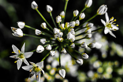 Close-up of white flowering plant