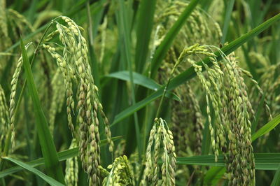 Close-up of rice growing on field