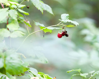 Close-up of red ladybug on plant
