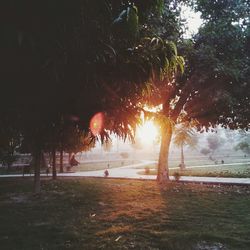 Sun shining through trees