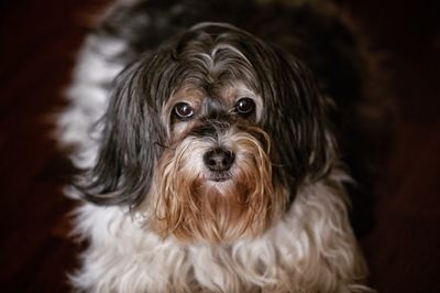 Close-up portrait of dog