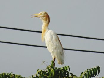 Low angle view of bird perching on plant against sky