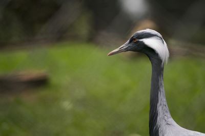 Close-up of gray crane