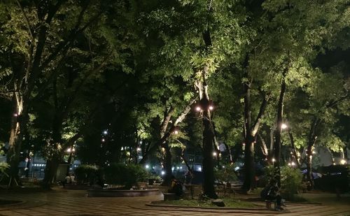 View of trees in park at night