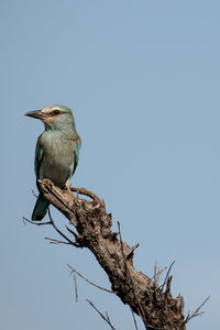 Low angle view of bird perching on branch against clear sky