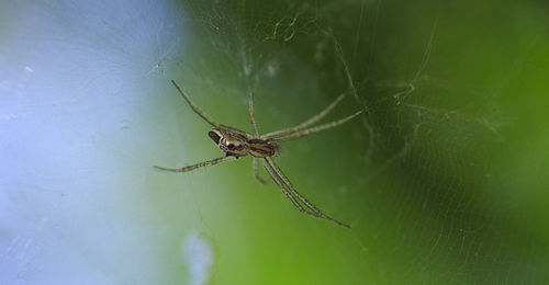 Spider in web