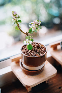 Close-up of small potted plant on table