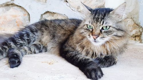 Portrait of a cat resting